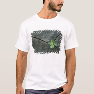Plant Growing in Cracked Boulder T-Shirt