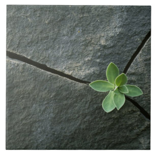 Plant Growing in Cracked Boulder Tile