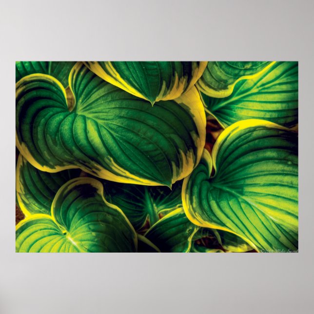 Plant - Hosta Leaves Poster (Front)