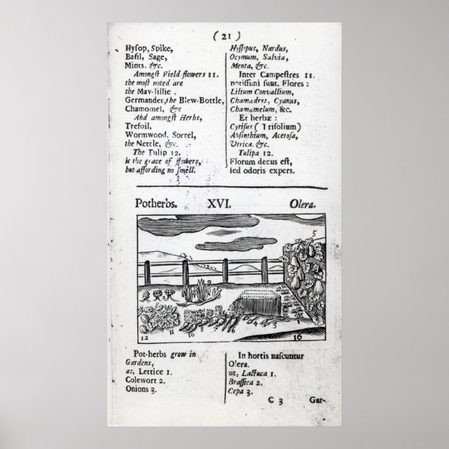 Plant Husbandry from 'Orbis sensualism pictus' Poster (Front)