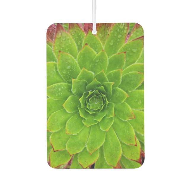 Plant Lover Aeonium Magic Car Air Freshener (Front)