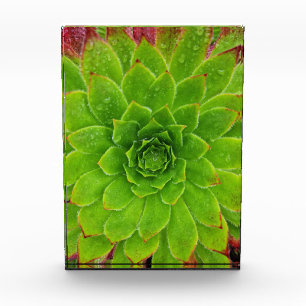 Plant Lover Aeonium Magic Photo Block