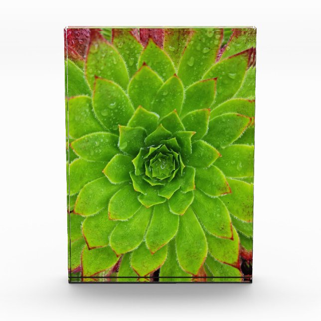 Plant Lover Aeonium Magic Photo Block (Front)