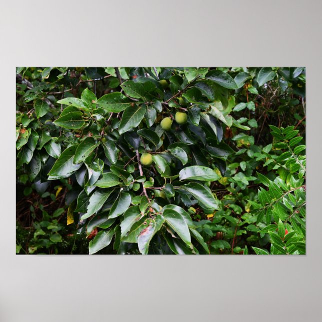 Plant Photo Poster (Front)