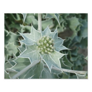 Plant Sea Summer  Professional Photo Paper (Satin) Print