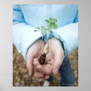 Plant seedling poster