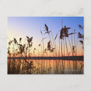 Plant Silhouette by Lakeside sunset Postcard