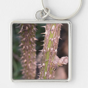 Plant Stem Thorns Nature Park Photography Key Ring