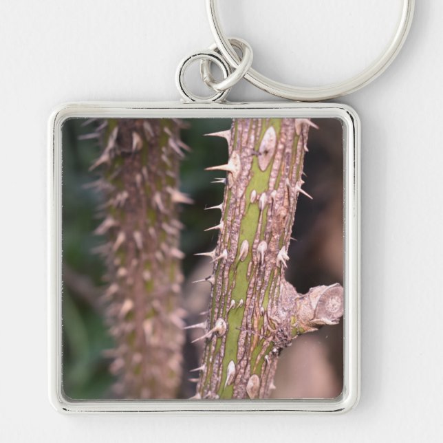 Plant Stem Thorns Nature Park Photography Key Ring (Front)