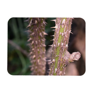 Plant Stem Thorns Nature Park Photography Magnet