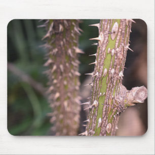 Plant Stem Thorns Nature Park Photography Mouse Mat