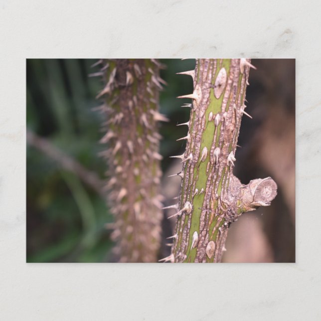 Plant Stem Thorns Nature Park Photography Postcard (Front)