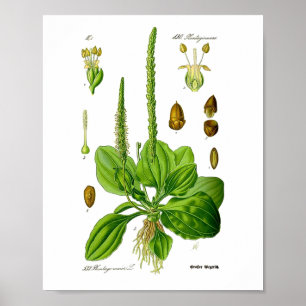 Plantain Edible Green Plants Herbal Folk Medicine Poster