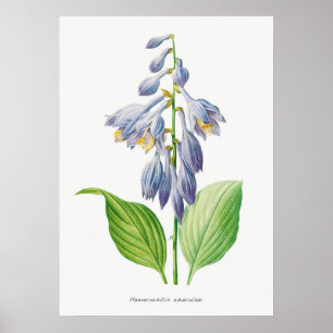 Plantain Lily Hosta Flower Botanical Vintage Poster
