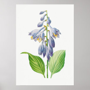 Plantain Lily Hosta Flower Botanical Vintage Poster