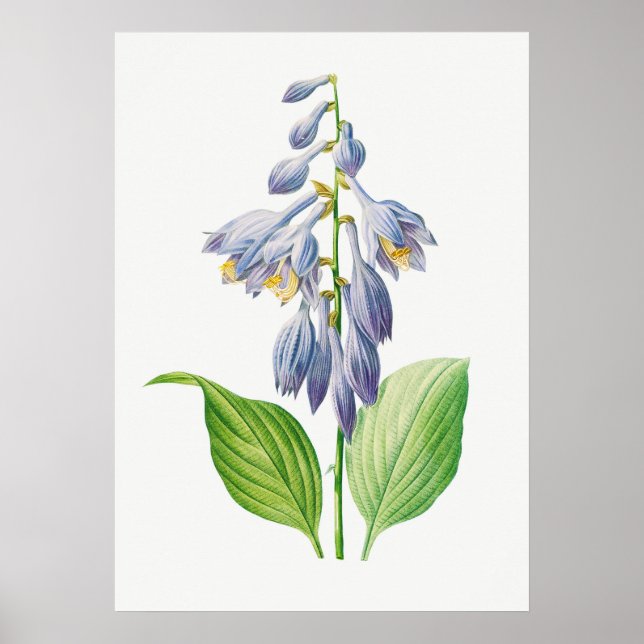 Plantain Lily Hosta Flower Botanical Vintage Poster (Front)