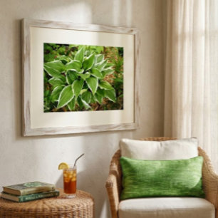 Plantain Lily Hosta Plant Leaves Poster