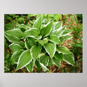 Plantain Lily Hosta Plant Leaves Poster