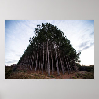 Plantation Poster