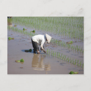Planting Rice in the fields of Vietnam Postcard