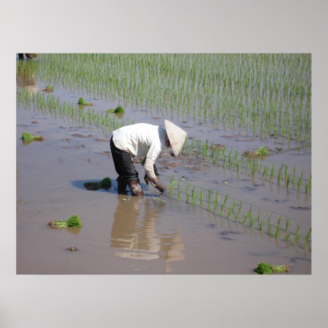 Planting Rice in the fields of Vietnam Poster (Front)