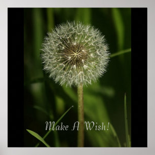 Plants and Water Imagery Poster