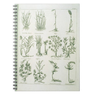 Plants from Culpeper's 'English Physician and Comp Notebook