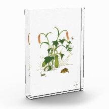 Plants & Insects _Cucumber