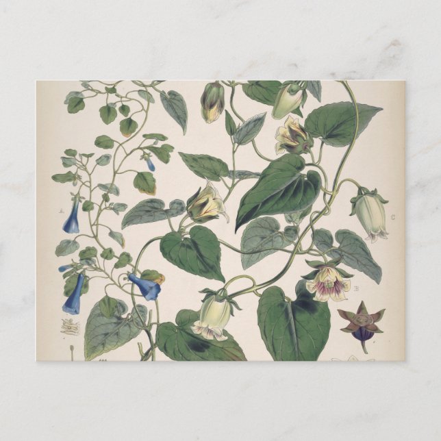 Plants of the Himalayas Botany Holiday Postcard (Front)