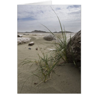 Plants on the Beach (card)