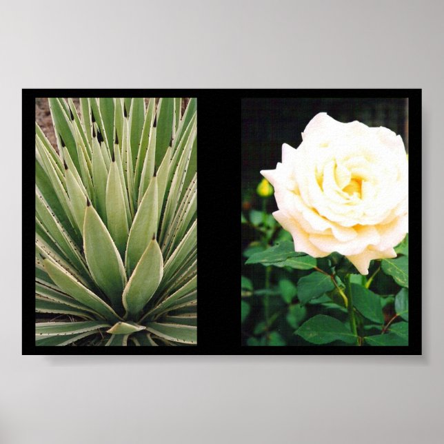 Plants Poster (Front)