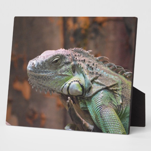 Plaque with colourful Iguana lizard (Side)