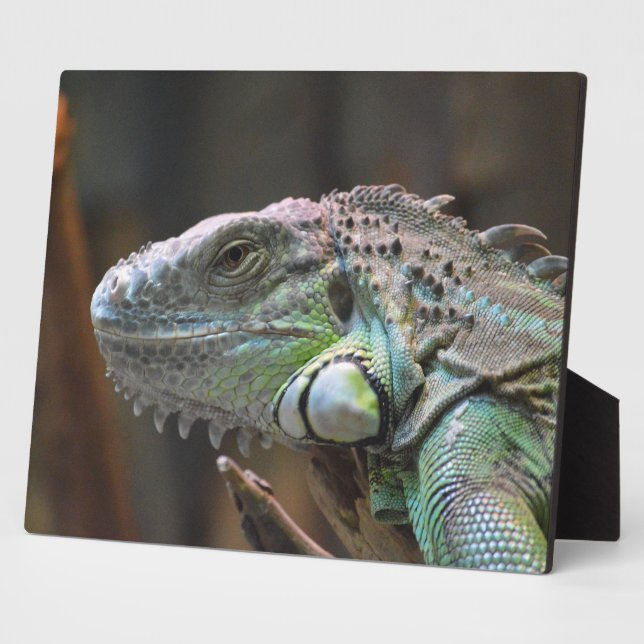 Plaque with head of colourful Iguana lizard (Side)