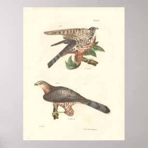 Plate 004 poster