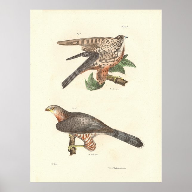 Plate 004 poster (Front)