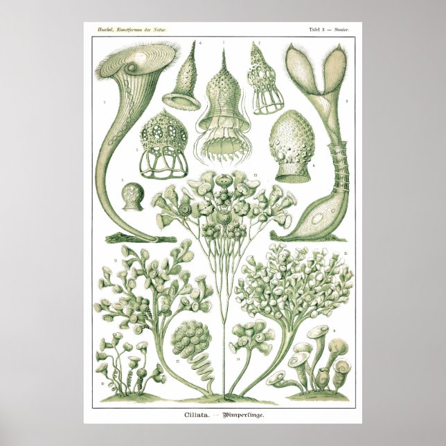 Plate 03 Ciliata. Poster (Front)