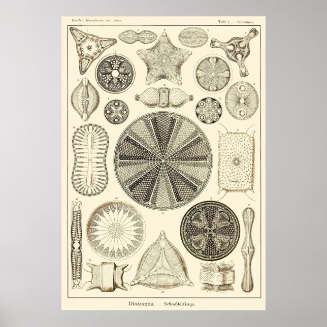 Plate 04 Diatomea Poster (Front)