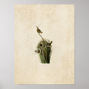 Plate 100   Marsh Wren   Birds of America Poster