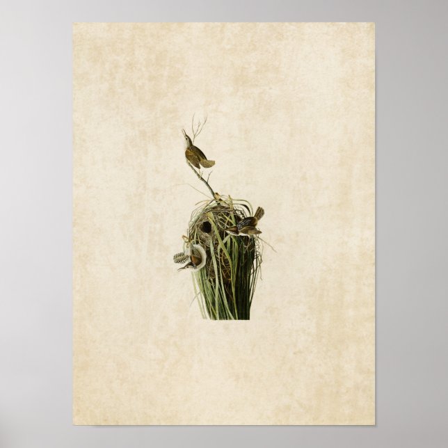 Plate 100 | Marsh Wren | Birds of America Poster (Front)