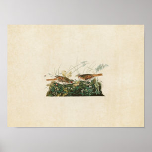 Plate 108 Fox-Coloured Sparrow Birds of Poster