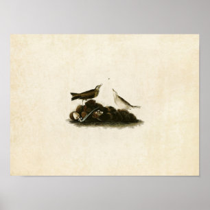 Plate 10   Brown Titlark   Birds of America Poster