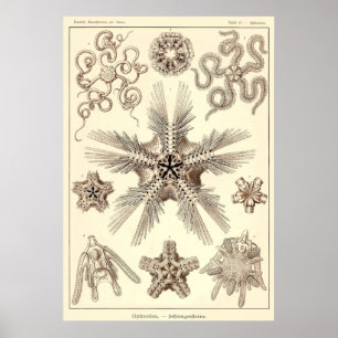 Plate 10 Ophiodea Poster