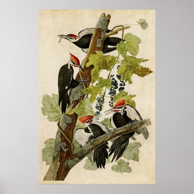 Plate 111 | Pileated Woodpecker | Birds of America Poster (Front)