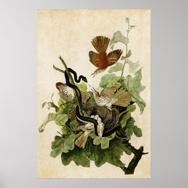 Plate 116 | Ferruginous Thrush | Birds of America Poster (Front)