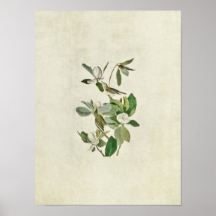 Plate 118   Warbling Flycatcher   Birds of America Poster