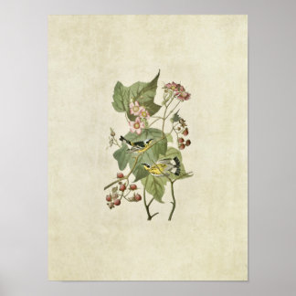 Plate 123 | Black & Yellow Warblers Poster