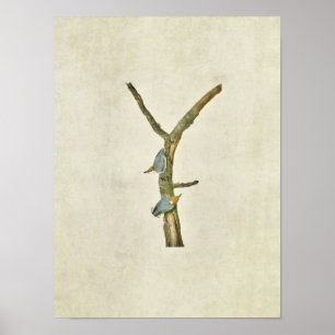 Plate 125   Brown-Headed Nuthatch Poster