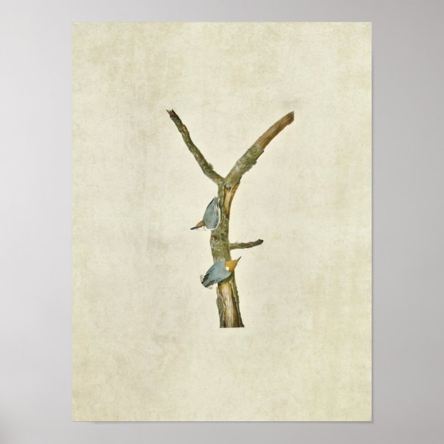 Plate 125 | Brown-Headed Nuthatch Poster (Front)