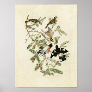Plate 127 Rose-Breasted Grosbeak Poster