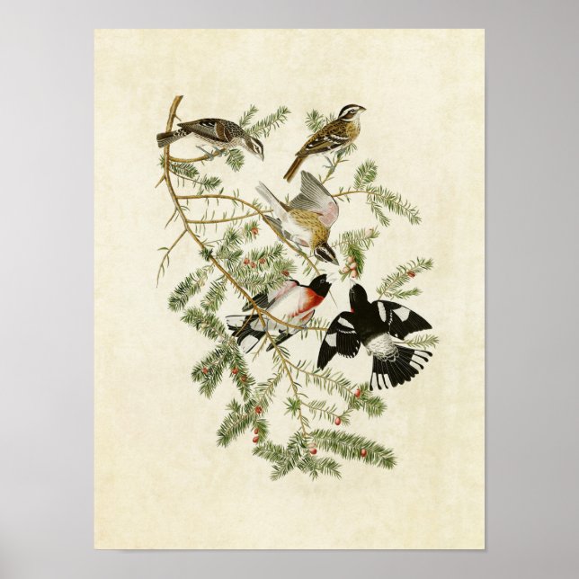 Plate 127 | Rose-Breasted Grosbeak Poster (Front)